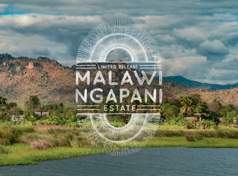 Peet's small batch subscription offering - single origin Malawi Ngapani Estate