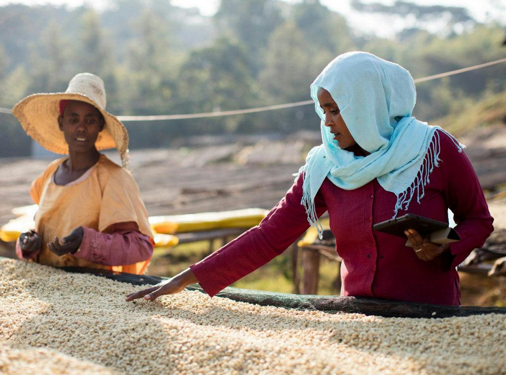 Partner Spotlight: TechnoServe