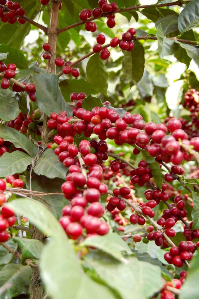Coffee cherries on the branch
